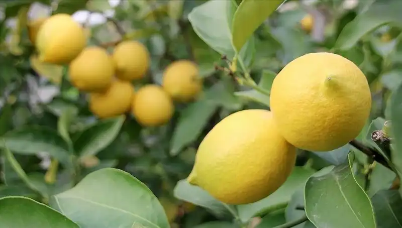 Limon Fiyatlarında Şok: Tüketiciyi Zorluyor, Adedi 24 Lira Olmuş!