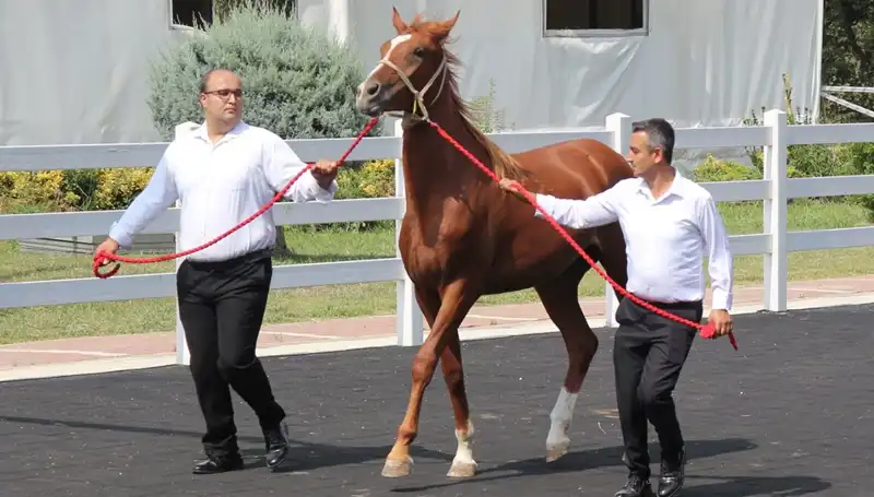 Taşkın Kral: Rekorlar Kitabına Geçen Efsane İsim