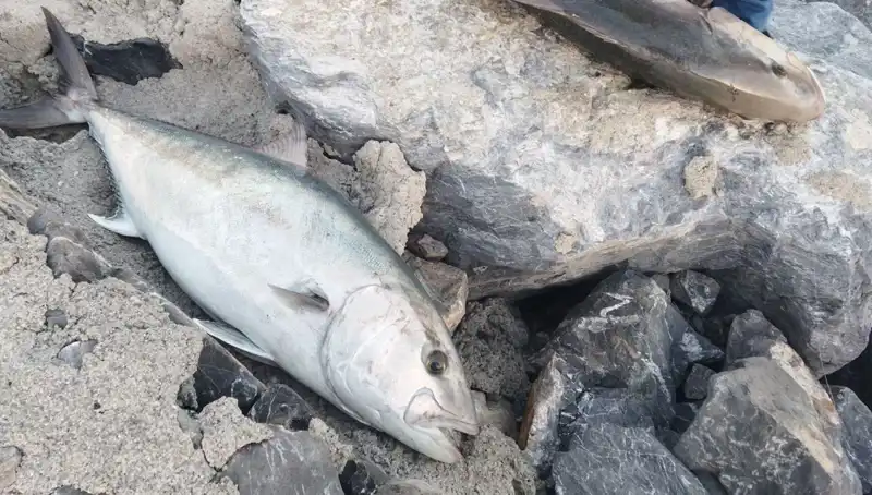 65 Kiloluk Dev Balık Oltayla Yakalandı, Sahibi 18 Bin TL Kazandı!