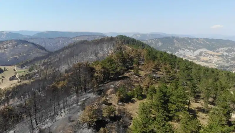Bolu'da 5 Milyon Fidan Toprakla Buluşuyor: Yeşil Bir Gelecek İçin Büyük Adım
