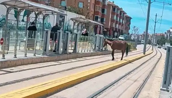 Eskişehir'de Tramvay Raylarında Başbaşta At Görüntüleri Şaşkınlık Yarattı