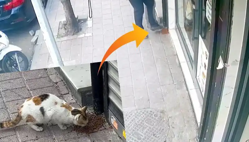 Kediler Mamanın Peşine Düştü: Dikkat Çeken Anlar