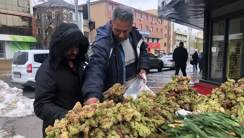 Kendiliğinden Yetişen Bu Şifalı Bitki, Kanserle Mücadelede Umut Vaadediyor!